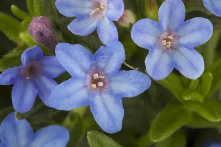 Lithodora diff. 'Heavenly Blue' - P11 - image 3