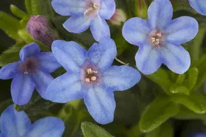 Lithodora diff. 'Heavenly Blue' - P11 - image 3