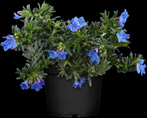 Lithodora diff. 'Heavenly Blue' - P11 - image 5