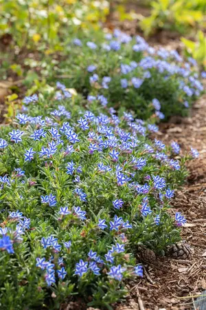 Lithodora diffusa 'Star'? - P9 - image 2