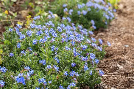 Lithodora diffusa 'Star'? - P9 - image 1