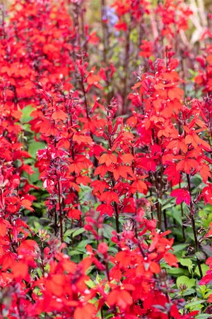Lobelia cardinalis - P9 - image 5