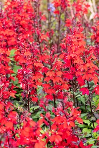 Lobelia cardinalis - P9 - image 5