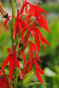 Lobelia cardinalis