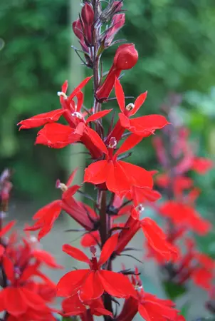 Lobelia cardinalis - P9 - image 2