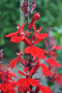 Lobelia cardinalis - P9 - image 2