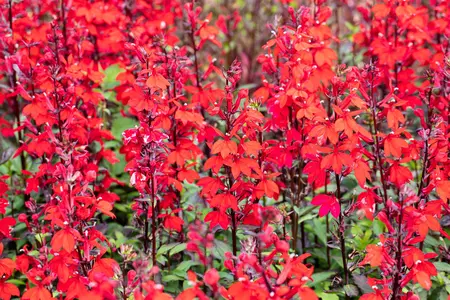 Lobelia cardinalis - P9 - image 4