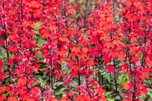 Lobelia cardinalis - P9 - image 4