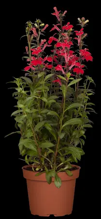 Lobelia cardinalis - P9 - image 3