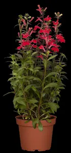 Lobelia cardinalis - P9 - image 3