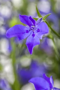 LOBELIA HADSPEN PURPLE