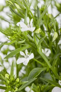 LOBELIA HADSPEN PURPLE 3L - image 2