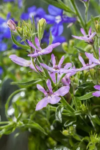 LOBELIA HADSPEN PURPLE 3L - image 5
