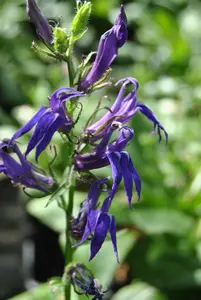 Lobelia siphilitica