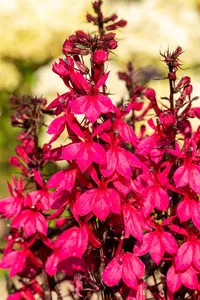 Lobelia spec. 'Starship Deep Rose'