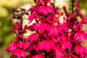 Lobelia spec. 'Starship Deep Rose' - 5 Ltr pot - image 2
