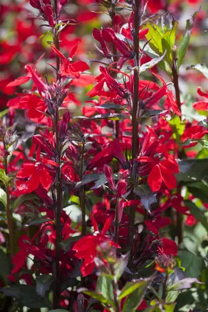 Lobelia spec. 'Starship Scarlet' - 5 Ltr pot - image 1