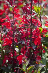 Lobelia spec. 'Starship Scarlet'