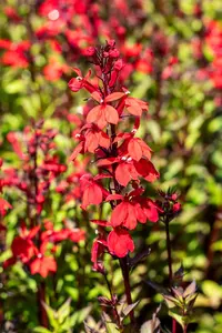 Lobelia spec. 'Starship Scarlet' - 5 Ltr pot - image 3