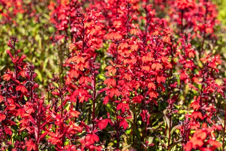 Lobelia spec. 'Starship Scarlet' - 5 Ltr pot - image 2