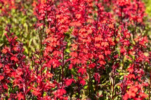 Lobelia spec. 'Starship Scarlet' - 5 Ltr pot - image 2