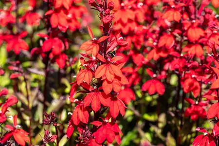 Lobelia spec. 'Starship Scarlet' - 5 Ltr pot - image 4