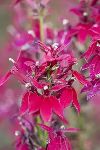 Lobelia speciosa 'Fan Red'