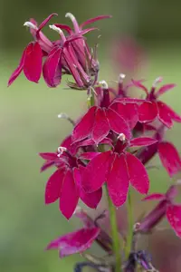 Lobelia speciosa 'Fan Red' - P11 - image 2