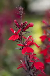 Lobelia speciosa 'Fan Red' - P11 - image 3