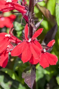 Lobelia speciosa 'Fan Red' - P11 - image 5