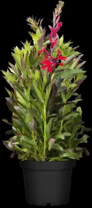 Lobelia speciosa 'Fan Red' - P11 - image 4