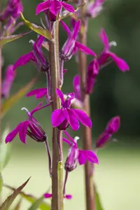 Lobelia 'Tania'