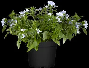 LOBELIA TRAILING CRIMSON 10 pack - image 5