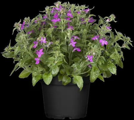 LOBELIA TRAILING CRIMSON 10 pack - image 3
