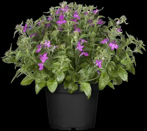 LOBELIA TRAILING CRIMSON 10 pack - image 3