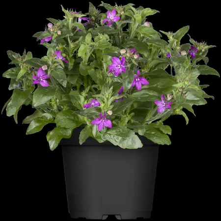 LOBELIA TRAILING CRIMSON 10 pack - image 1