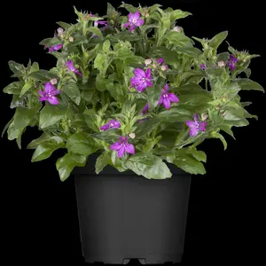 LOBELIA TRAILING CRIMSON
