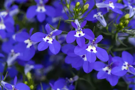 LOBELIA TRAILING DARK BLUE 10 pack