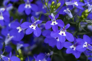 LOBELIA TRAILING DARK BLUE 20Pk