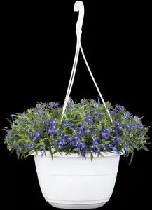 LOBELIA TRAILING MIXED 10 pack - image 4