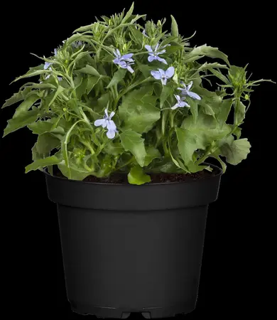 LOBELIA TRAILING MIXED 10 pack - image 2