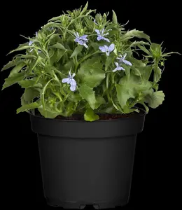 LOBELIA TRAILING MIXED 10 pack - image 2