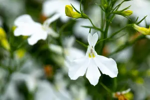 LOBELIA TRAILING WHITE
