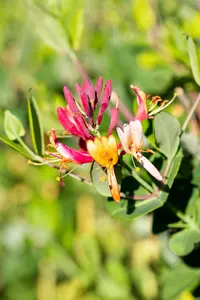 Lonicera brownii 'Dropmore Scarlet' - 2 Ltr, 3 canes - image 4