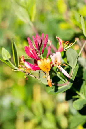 Lonicera brownii 'Dropmore Scarlet' - 150-175 CM C5 Caned - image 4