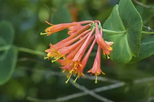 Lonicera brownii 'Dropmore Scarlet'