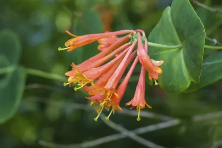 Lonicera brownii 'Dropmore Scarlet' - 150-175 CM C5 Caned - image 1