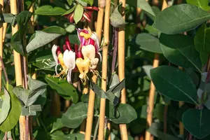 Lonicera brownii 'Dropmore Scarlet' - 150-175 CM C5 Caned - image 3