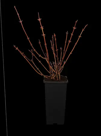 Lonicera caerulea 'Borealis' - P9 - image 1