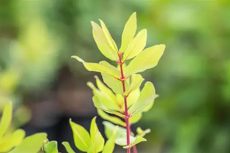 Lonicera caerulea 'Borealis' - P9 - image 5